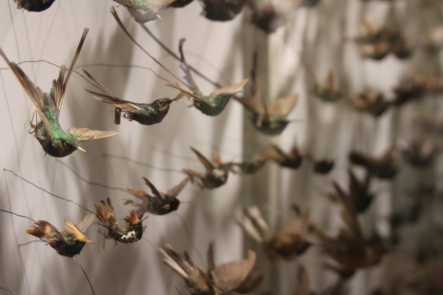 An exhibit on birds in the Harvard Museum of Natural History.