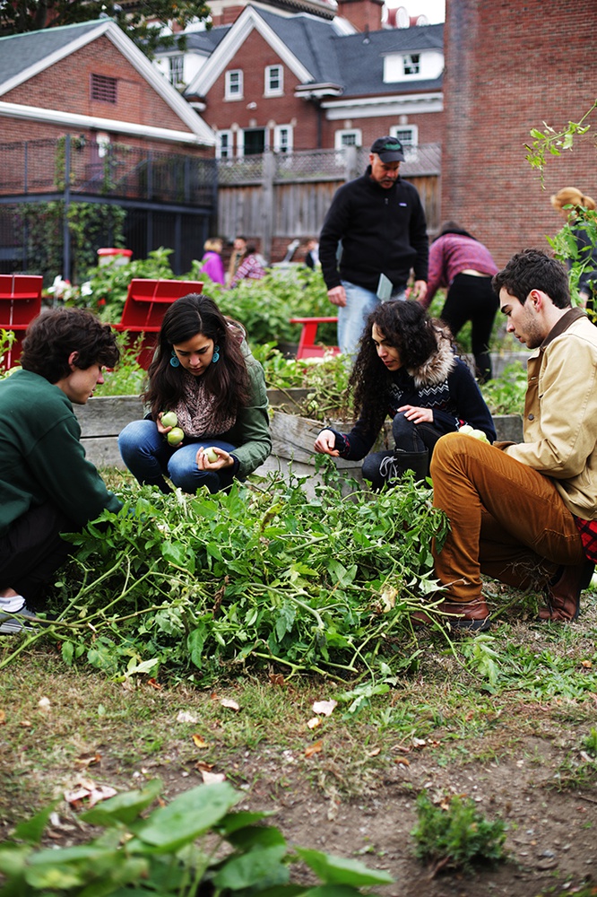 Students harvest tomatoes at Harvest Fest on Sunday afternoon. Harvest Fest was hosted by Harvard Community Garden. 