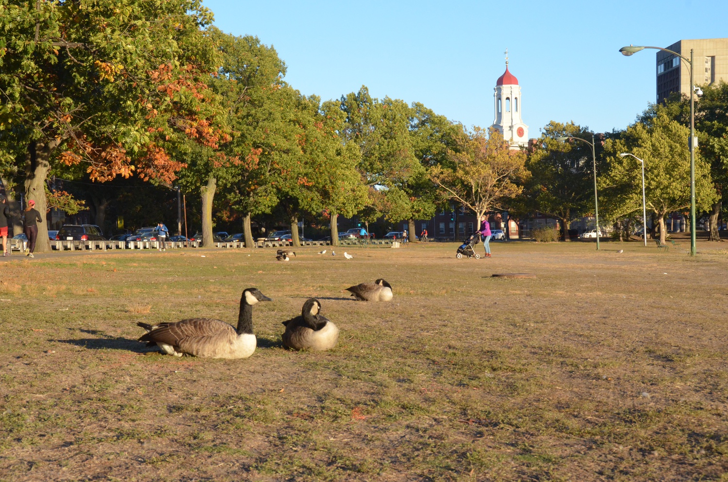A flock of geese sits by the Charles River on Monday afternoon.
