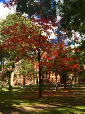 Cover image for Fall Foliage Step 2