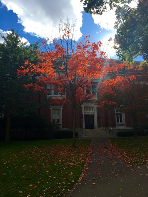 Cover image for Fall Foliage Step 3