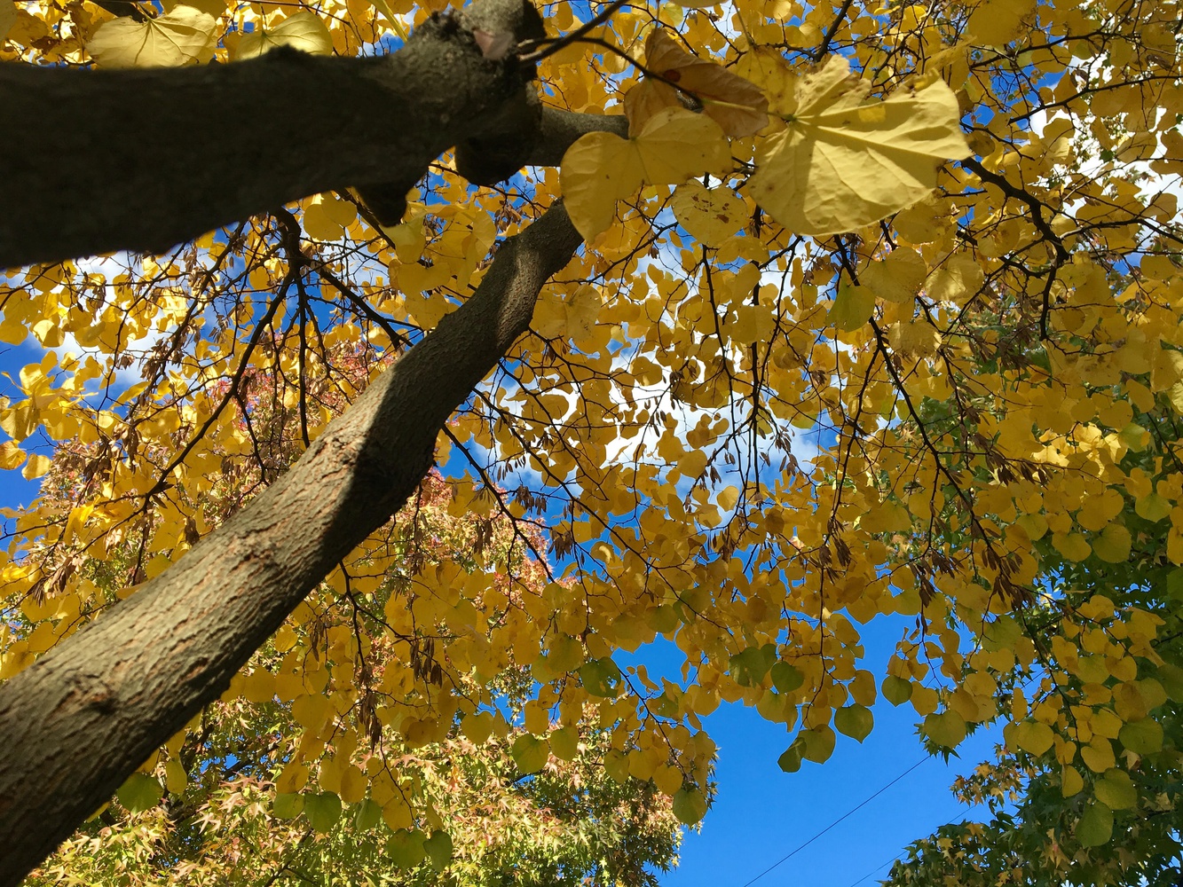 Step 4: After you have completed these crucial steps, check your pic. Is everything on fleek? Now, you are ready to share your magical fall moment with friends and family. Get out there and “wow” them! And don’t ever forget the #nofilter.