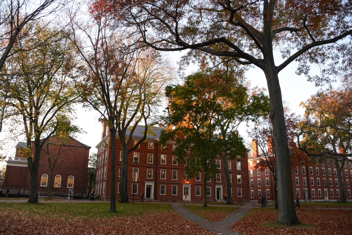 When the trees are in full bloom, they serve as a canopy over the Yard. As autumn progresses, tourists enjoys the leaves changing colors. 