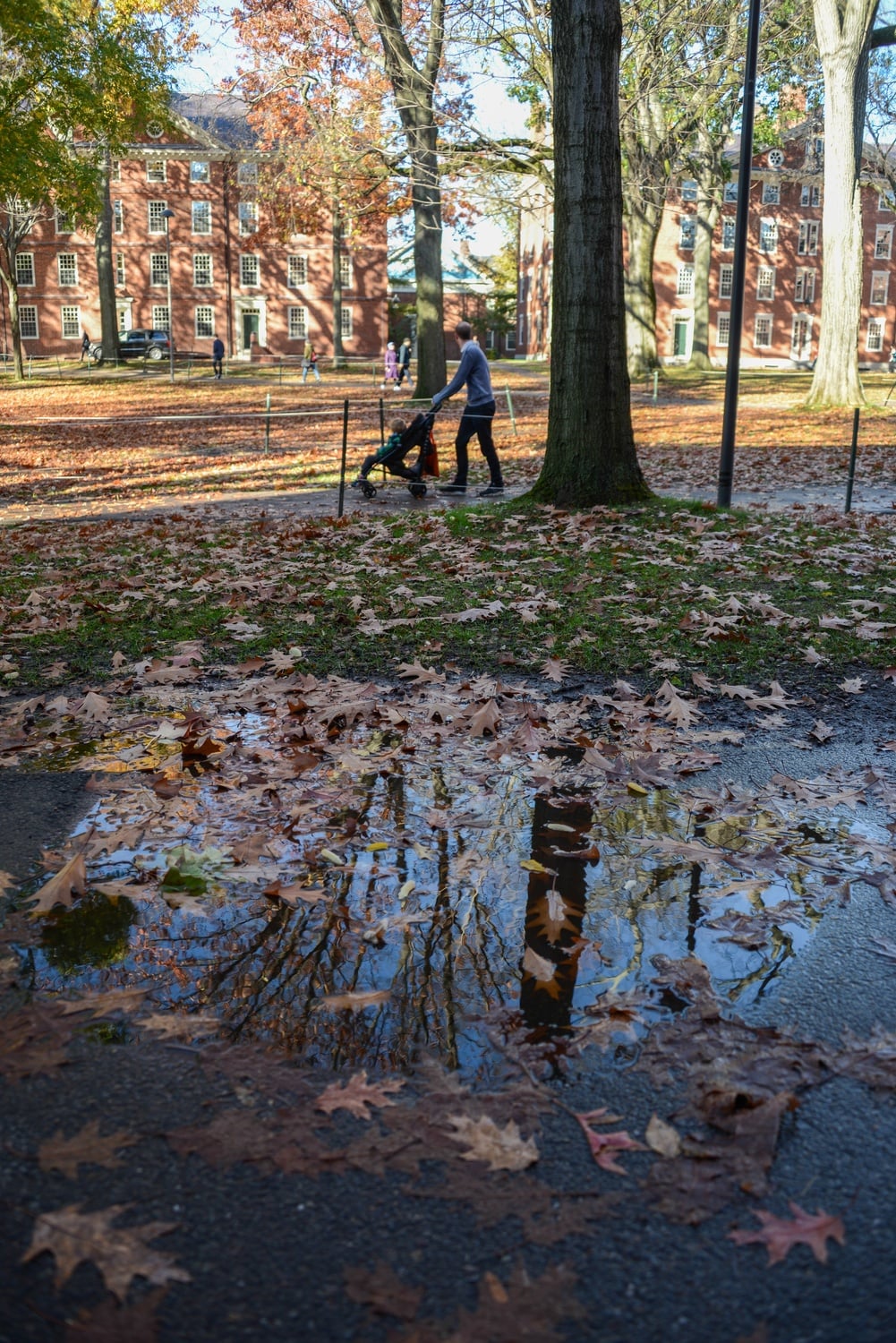 Since the Yard’s natural conditions are not conducive to drainage, puddles remain days after initial rainfall. 