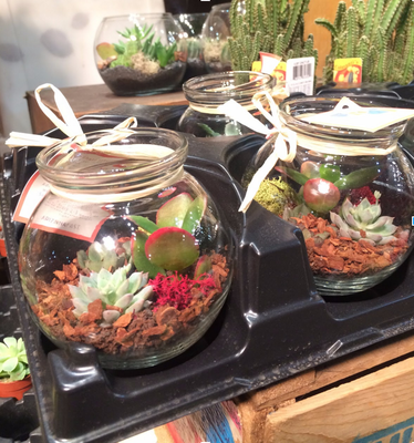 Cover image for terrarium