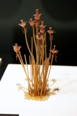 Cover image for The Cinderella Story of the ‘Oaten Pipe Hydroid’