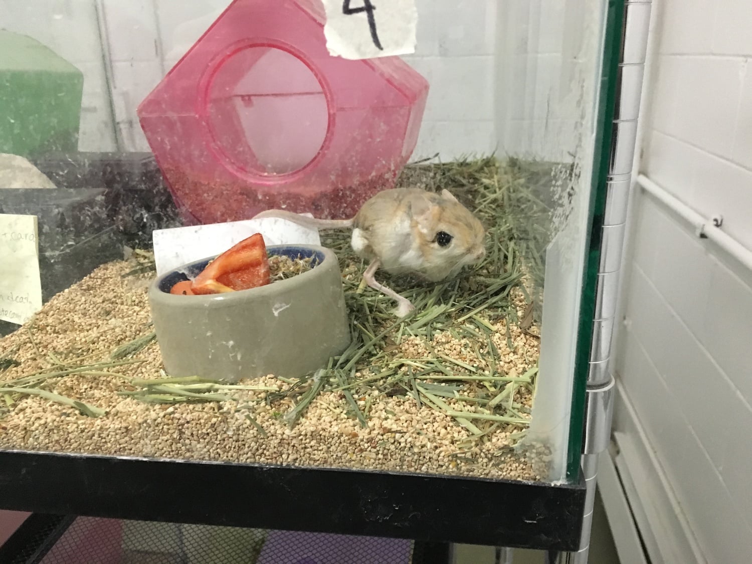 A jerboa from Professor Andrew A. Biewener's lab