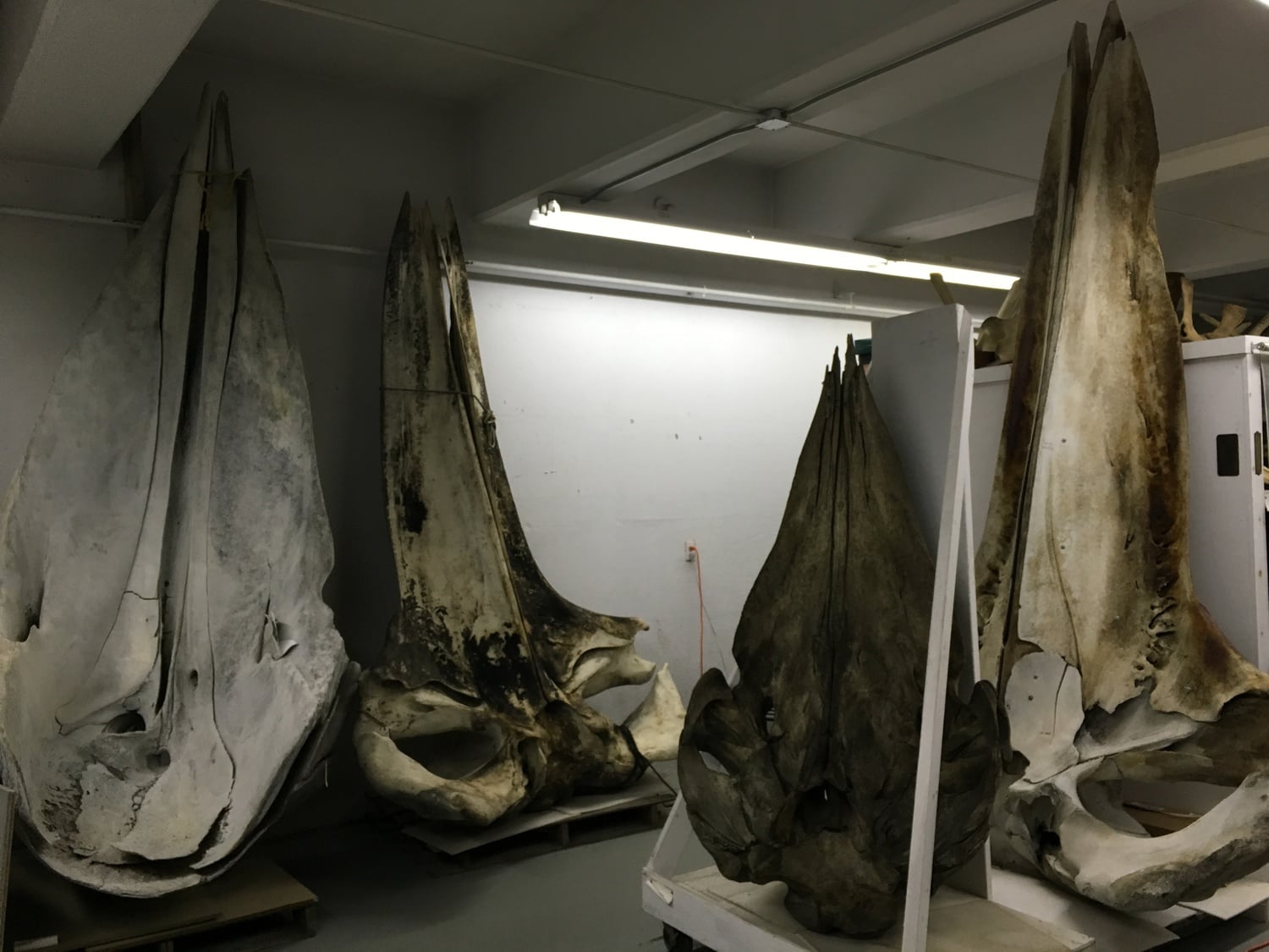 Whale skulls from the MCZ's cetacean collection in the underground bunker at Concord.