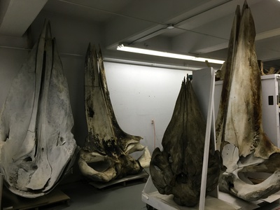 Cover image for Flying Treadmills, Cold War Whales: A Trip to Concord Field Station