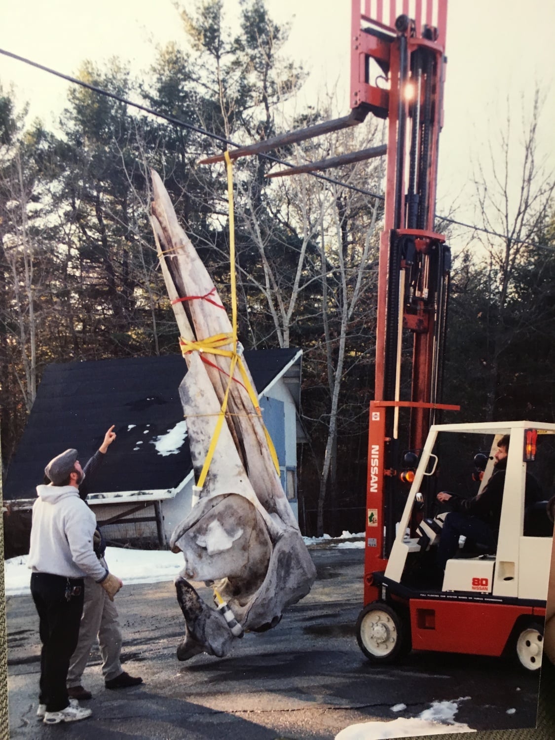A whale skull being prepared for storage at Concord in the late 1990s. 