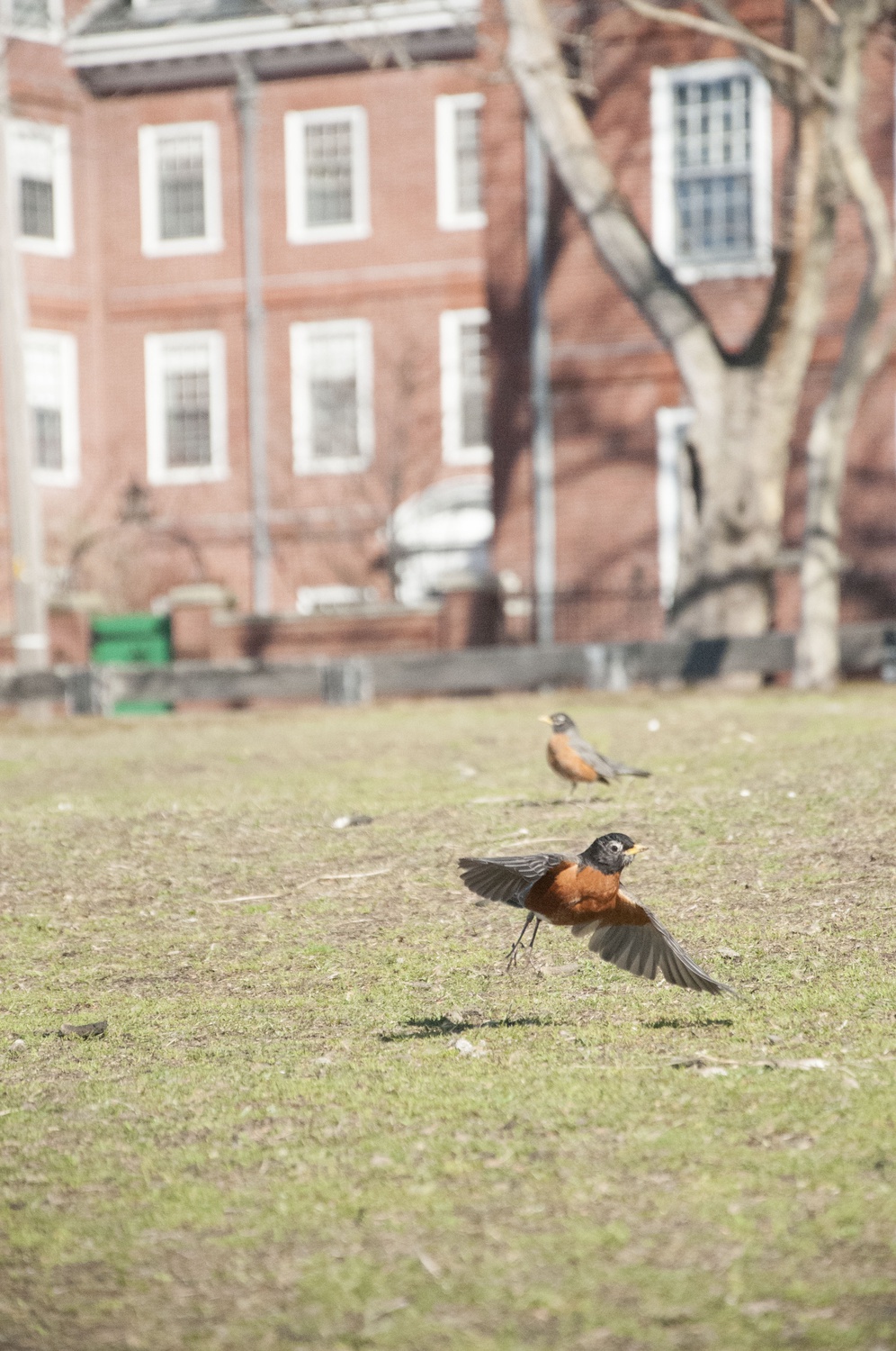 An robin takes off from the bank of the Charles River Wednesday morning.
