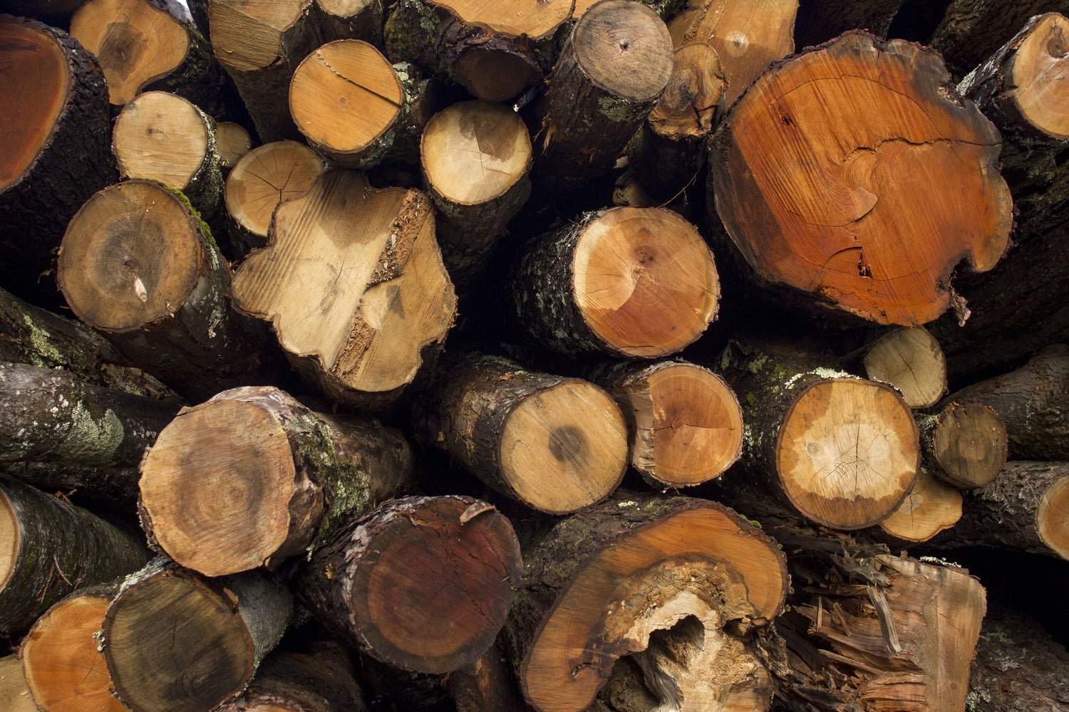 The Harvard Forest's operational sawmill is responsible for clearing fallen trees and cutting the timber into usable material.