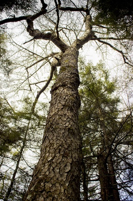 Cover image for If a Tree Falls: Fighting Climate Change in the Harvard Forest 