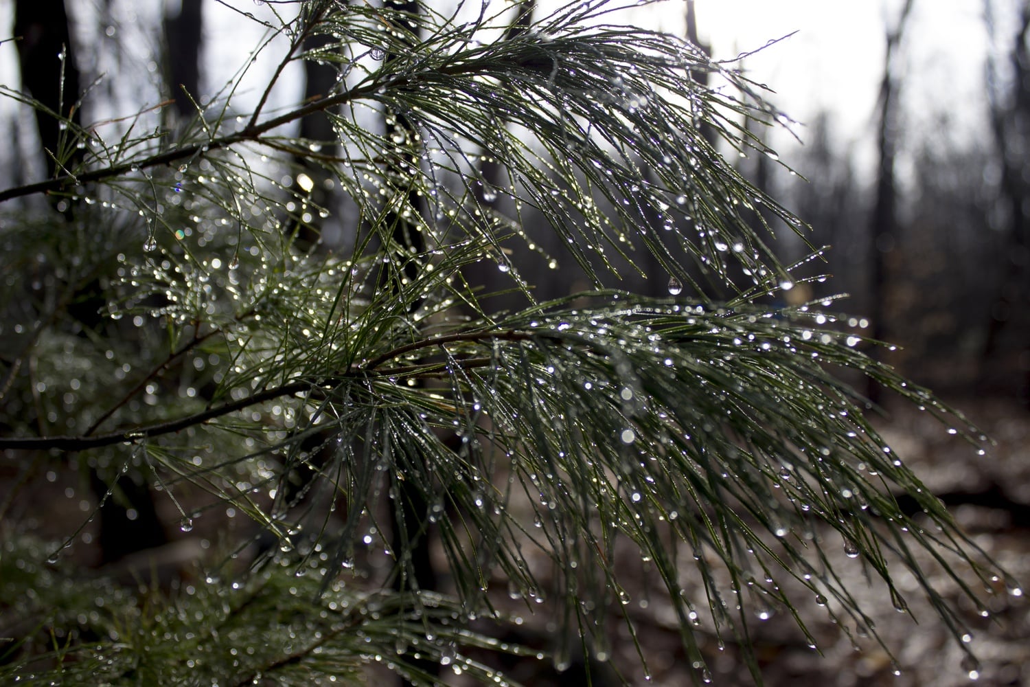 A northern white pine tree sparkles in the morning sun inside the Harvard Forest.