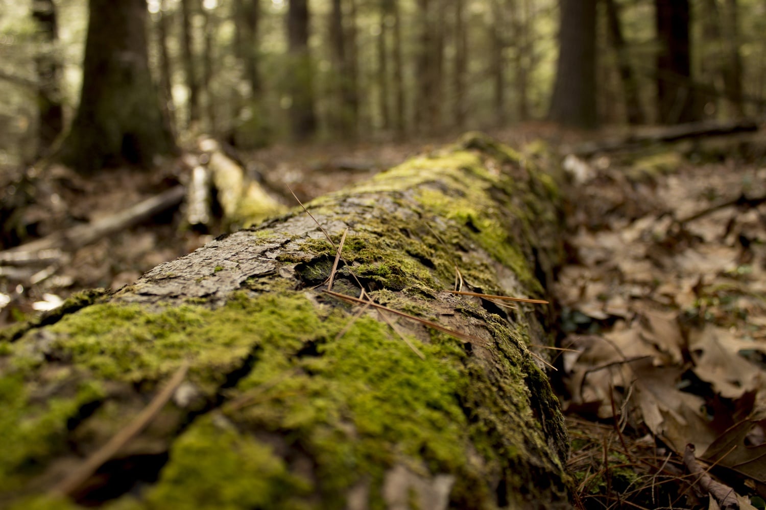 Researchers at the Harvard Forest used data from 12 large forest plots to identify maple trees as a potential foundation species.