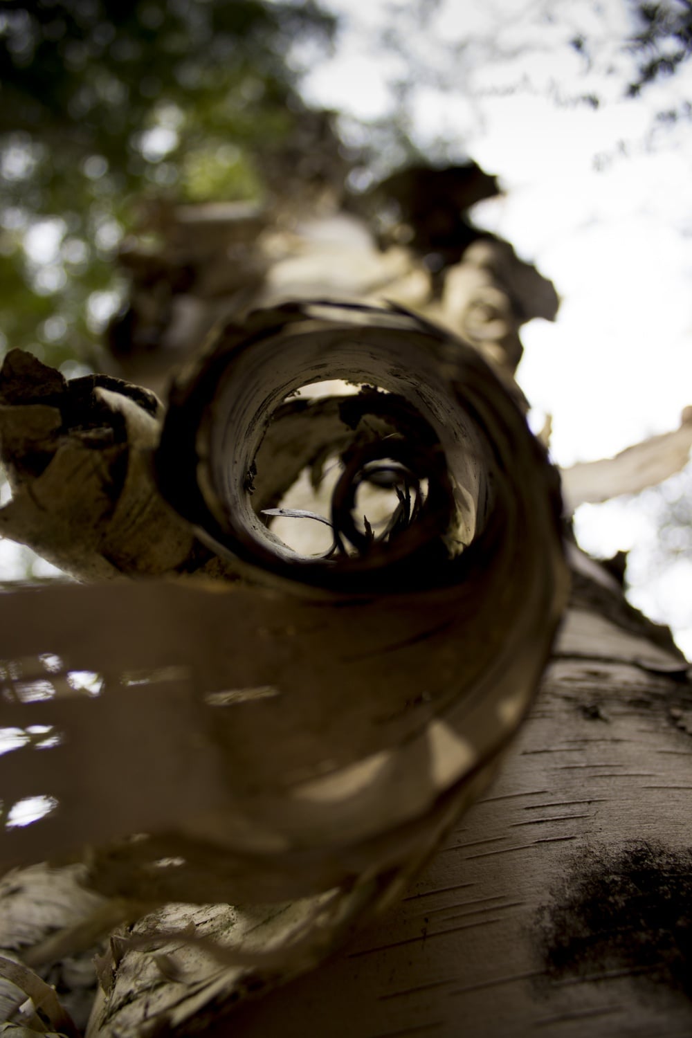 Known for their curling, white bark, white birch trees are often cultivated for their ornamental qualities. Due to their heat intolerance, white birches can often be found in cooler geographical regions.