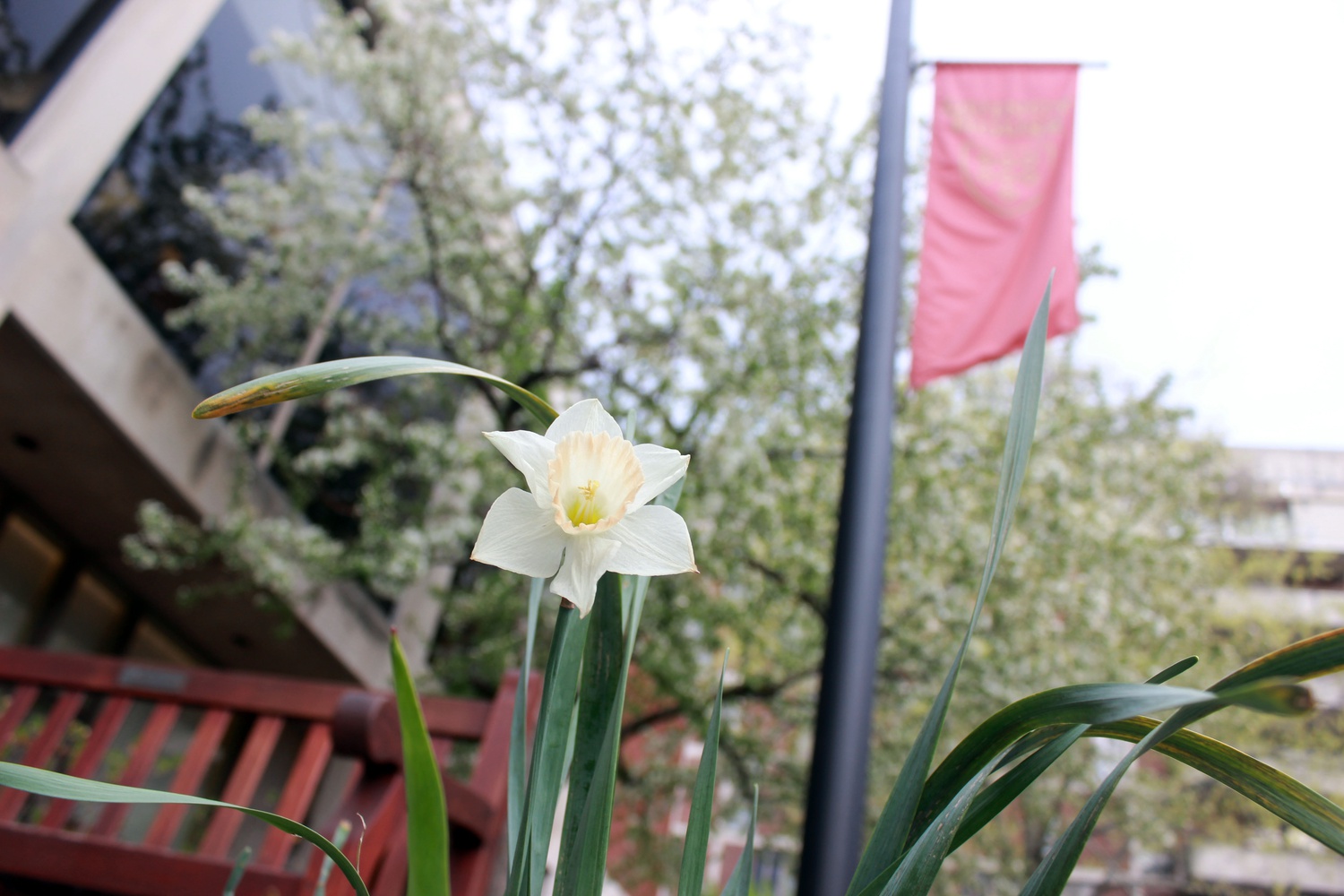 Flowers bloom on the ground and on trees in Quincy Courtyard.