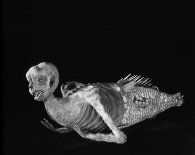 Cover image for The Littlest Mermaid
