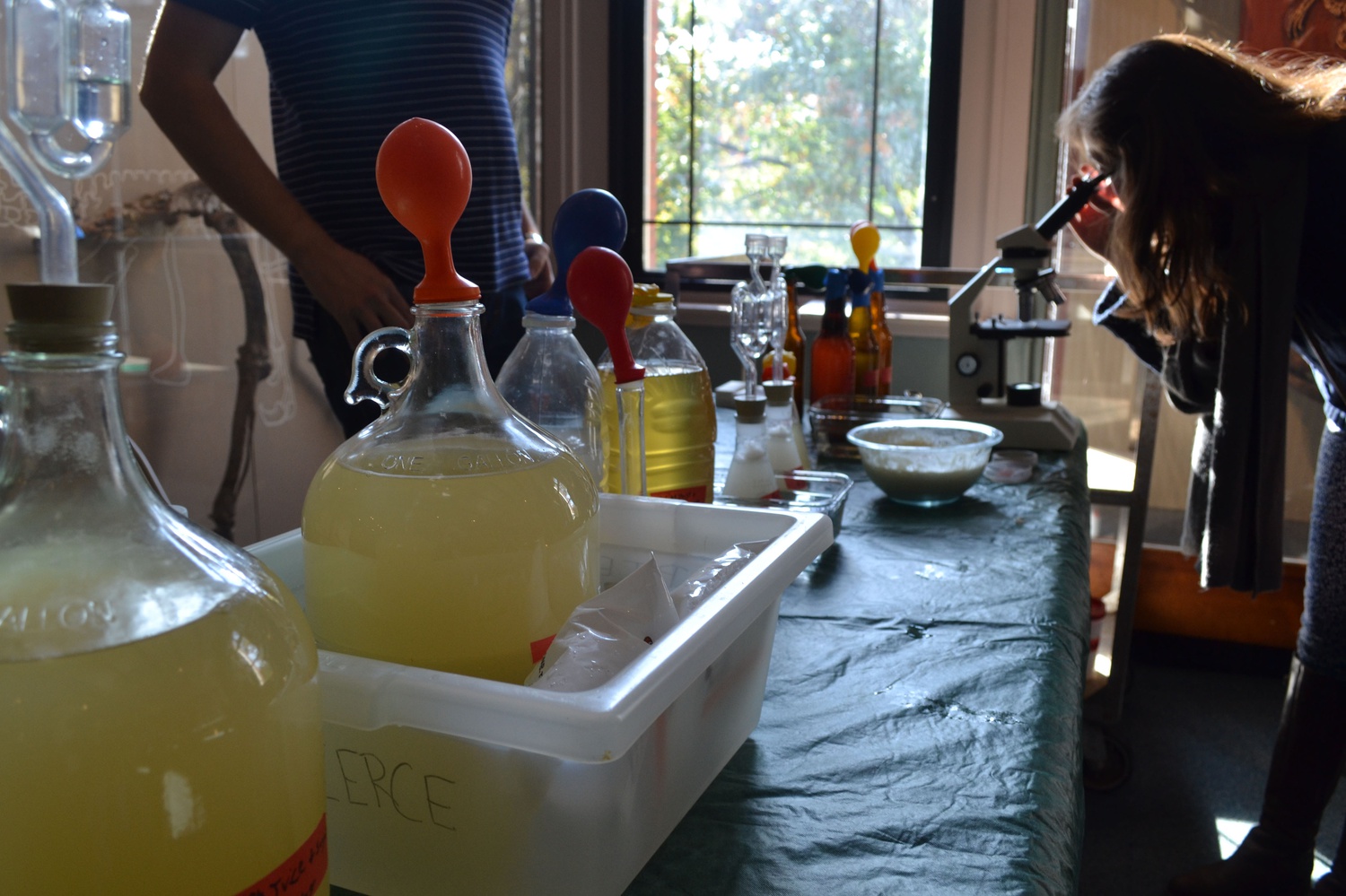 A student sets up a booth on different types of edible mushrooms at the Fungus Fair. The Museum of Natural History hosted the third annual Fungus Fair on Saturday. 
