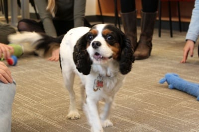 Cover image for Puppy Office Hours