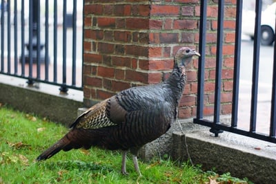 Cover image for Close Encounters of the Bird Kind 