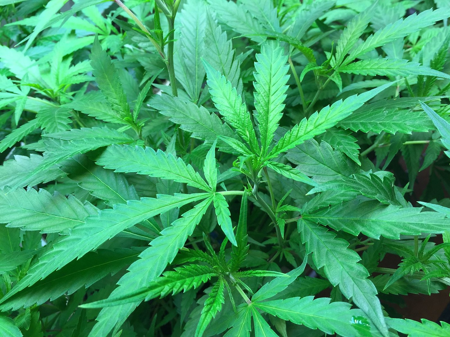 Massachusetts marijuana retailers have accused the state's Cannabis Control Commission of failing to enforce legal limits restricting how much municipalities can charge the businesses annually to operate.
