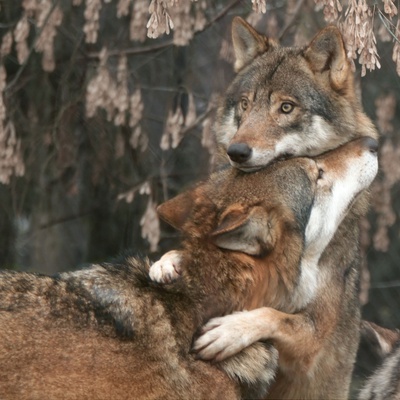 Cover image for wolf hug
