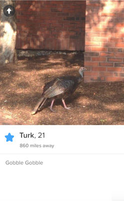Cover image for The Five Strangest Tinder Bachelors in Cambridge