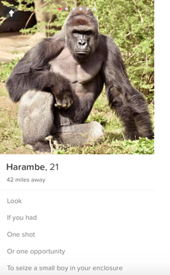 Cover image for tinder harambe