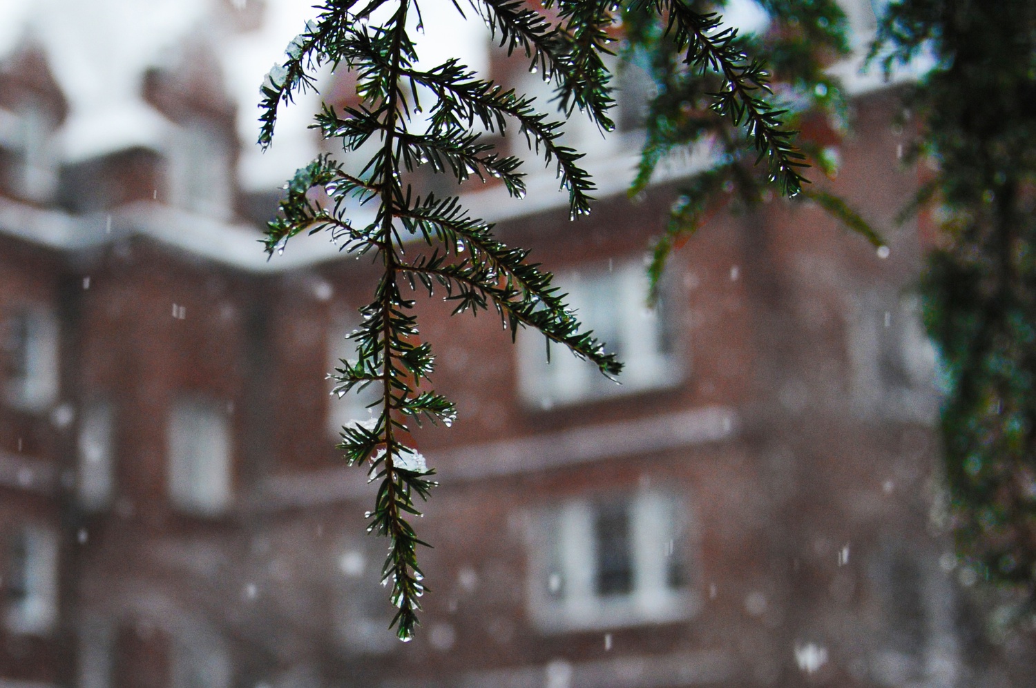 As snow continues to fall in the background, water droplets percolate through the needles of a pine tree in Adams House’s Randolph Courtyard. After a blizzard battered the Boston region Thursday, Cambridge saw several more inches fall over the weekend.