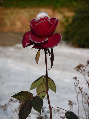 Cover image for The Bachelor Drinking Game