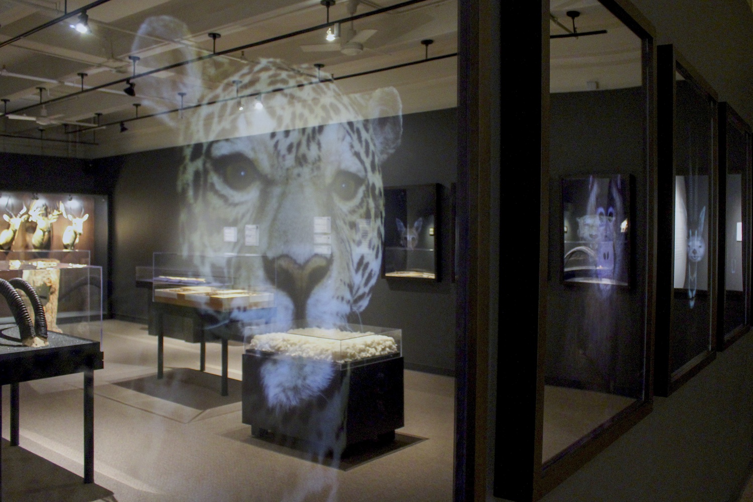 Christina Seely’s current exhibition at the Harvard Natural History Museum explores the biodiversity extinction crisis from an artist’s perspective.