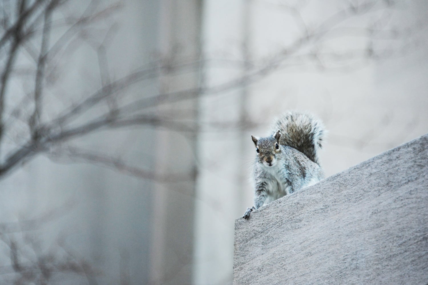 A squirrel sits perched on a ledge outside the Harvard Law School Library. 