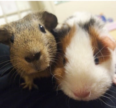 Cover image for Meet Matthew Young, the Batman of Pfoho's Guinea Pig World