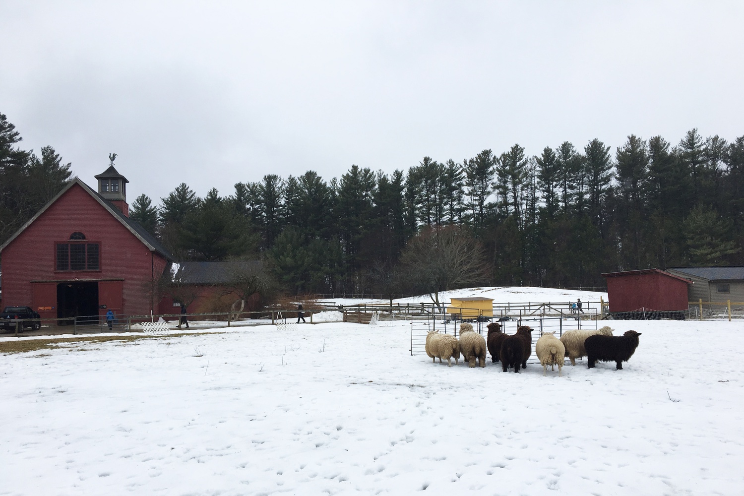 Woolapalooza is an annual celebration of all things sheep, and is hosted by the Massachusetts Audubon Society at Drumlin Farm in Lincoln, MA. 
