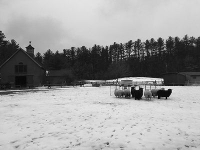 Cover image for woolapalooza