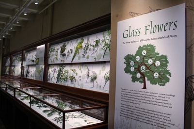 Cover image for Glass Flowers