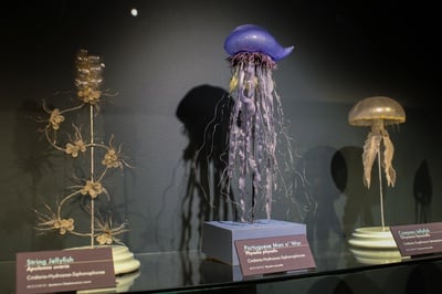 Cover image for Invertebrates