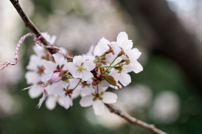 Cover image for Cherry Blossoms