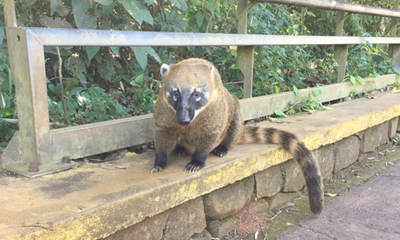 Cover image for Thus Spoke the Coatis 