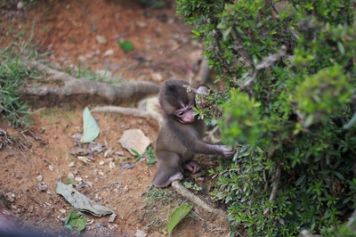 Cover image for Baby Monkey