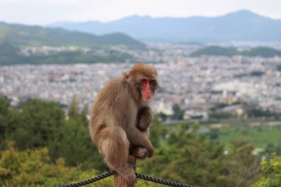 Cover image for Animals in Japan
