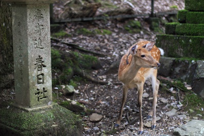 Cover image for Deer at Kasuga Taisha