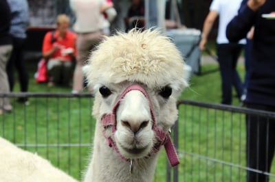 Cover image for llama