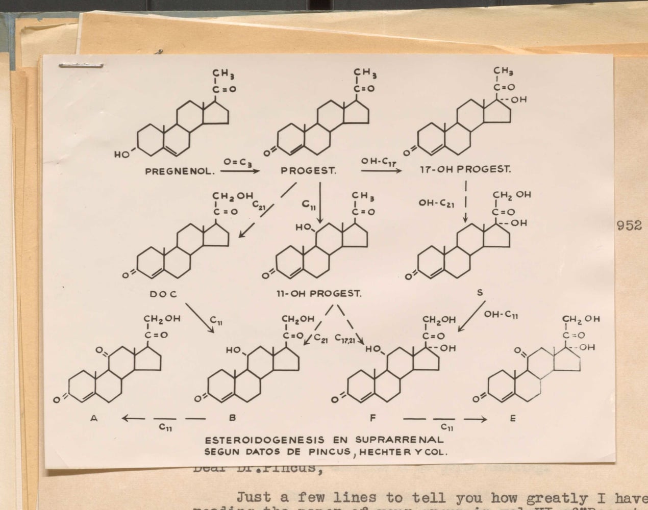 George C. Pincus and Min-Cheuh Chang tested a variety of these compounds, before settling on norethynodrel. 