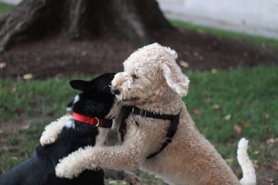 Cover image for Puppers for Days