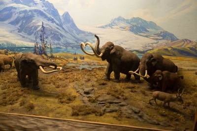 Cover image for Bring Back The Mammoth