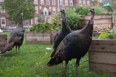 Cover image for Your Thanksgiving Meal, Harvard Square Style