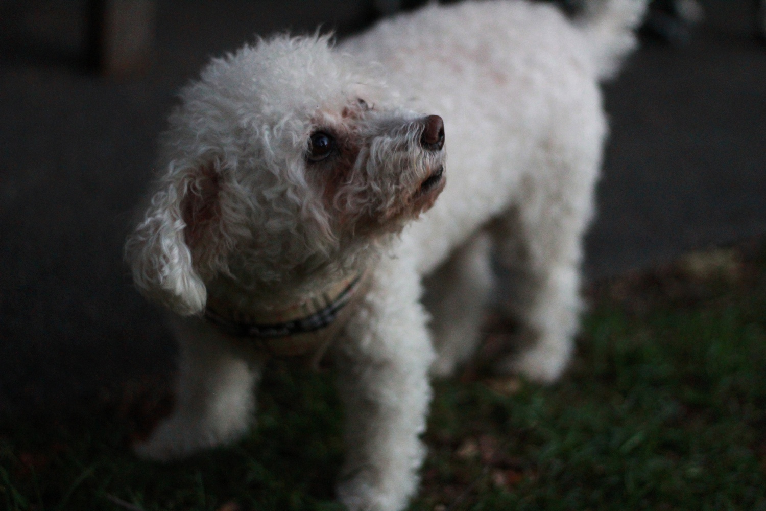 A dog toddles around Leverett House’s McKinlock Courtyard Tuesday evening.