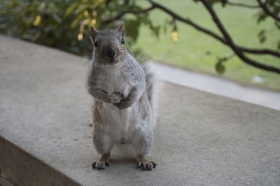 Cover image for Perched Squirrel